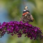 Vanessa atalanta