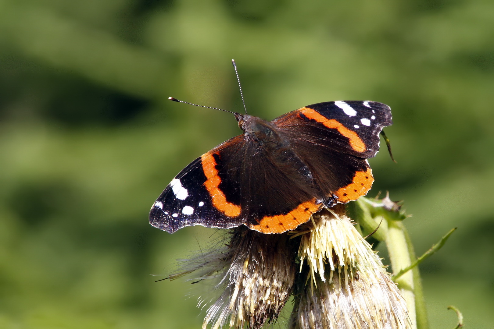 Vanessa atalanta