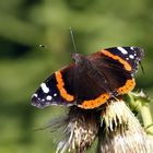 Vanessa atalanta