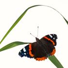 Vanessa atalanta 