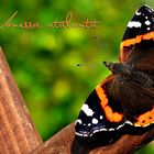 Vanessa atalanta