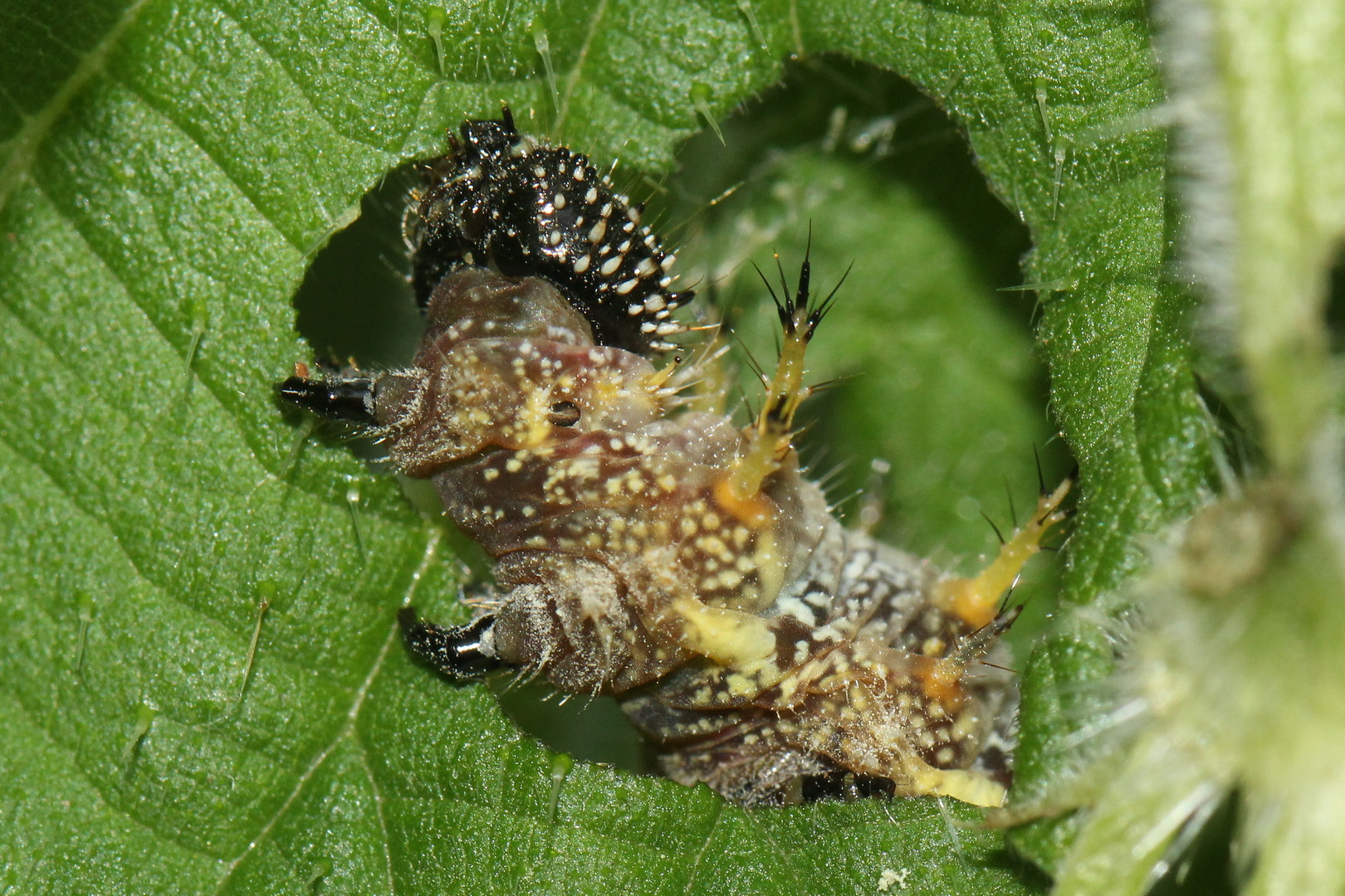 Vanessa atalanta II