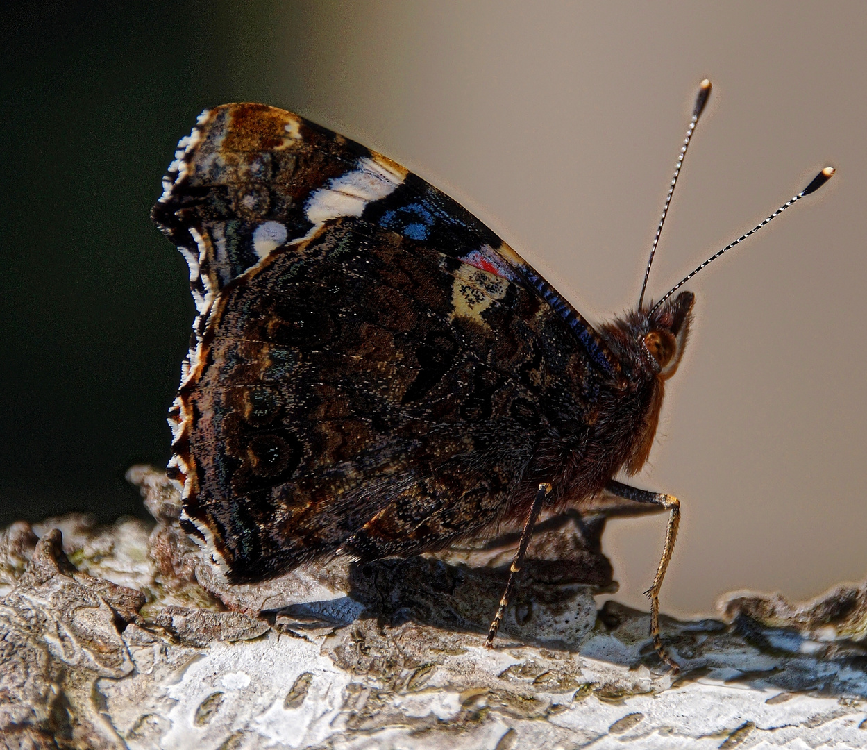 Vanessa atalanta oder auch Admiral