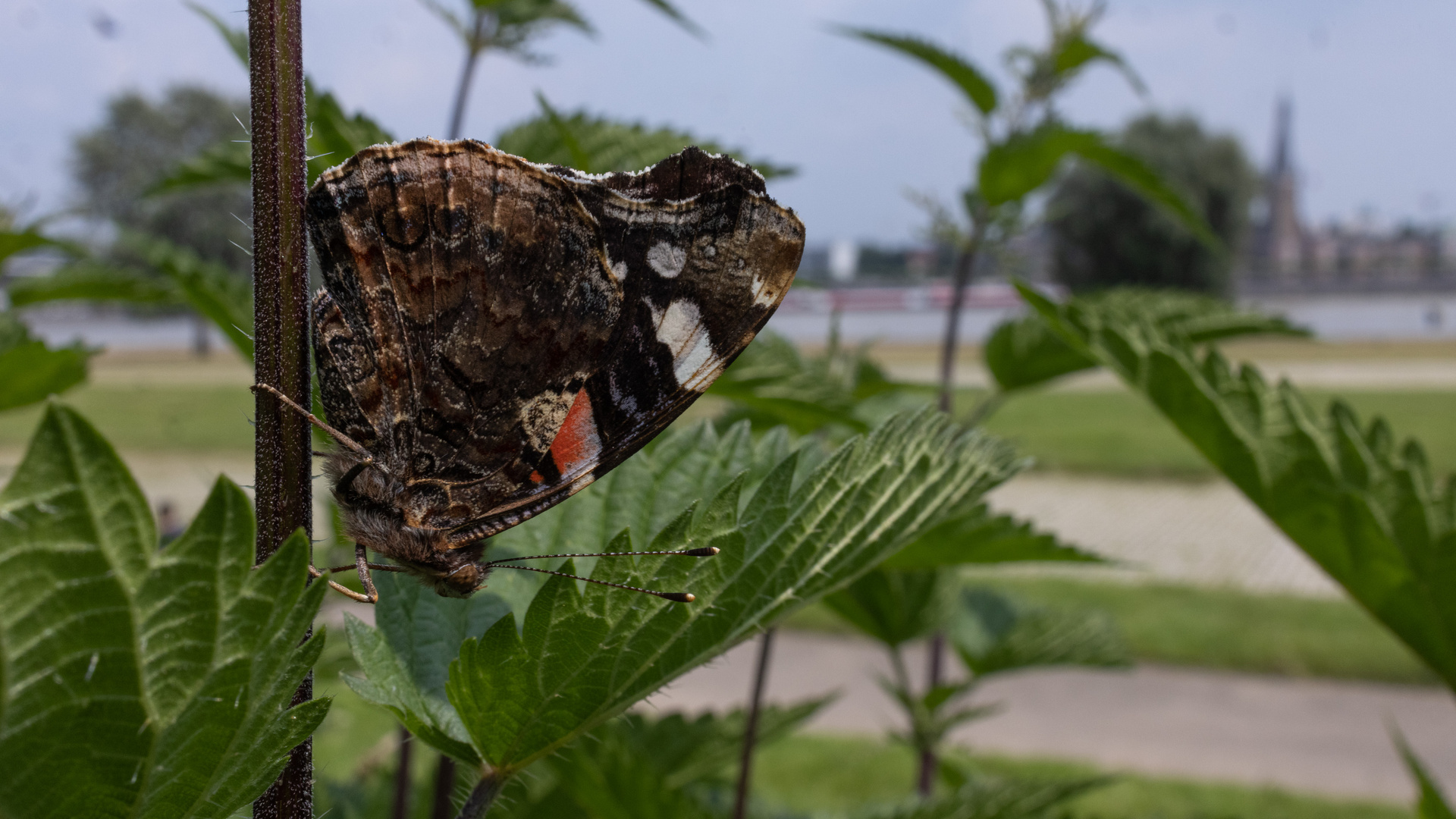 Vanessa atalanta zu Besuch auf den Düsseldorfer Rheinwiesen 