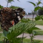 Vanessa atalanta zu Besuch auf den Düsseldorfer Rheinwiesen 