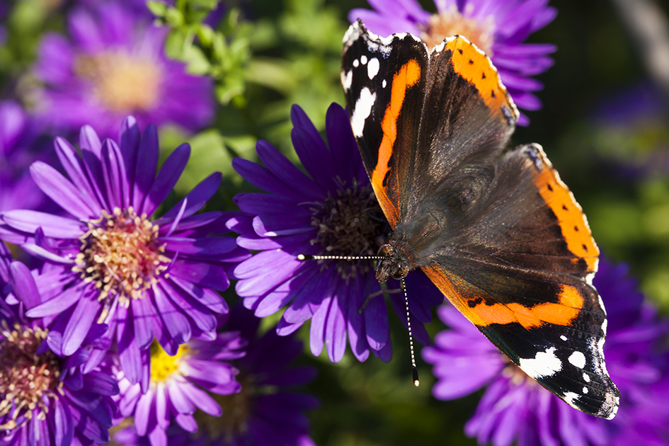 Vanessa atalenta