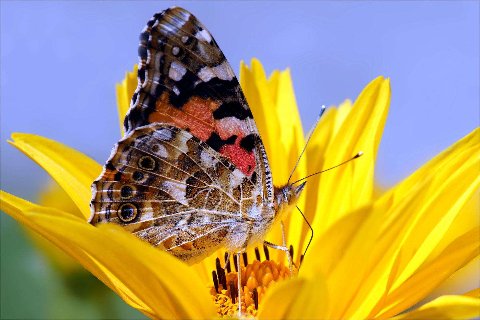 "Vanessa" aus dem Gartenparadies