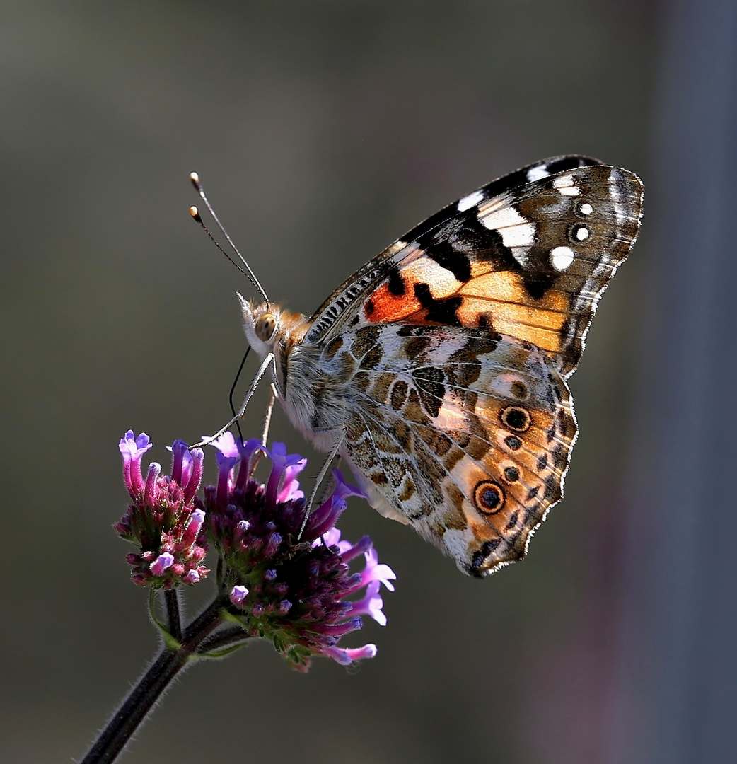 Vanessa cardui