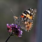 Vanessa cardui