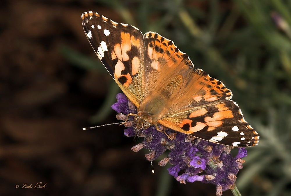 Vanessa cardui