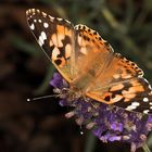 Vanessa cardui