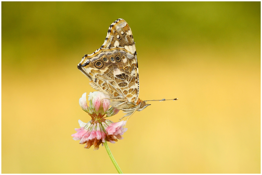 "Vanessa cardui "