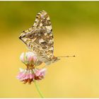 "Vanessa cardui "