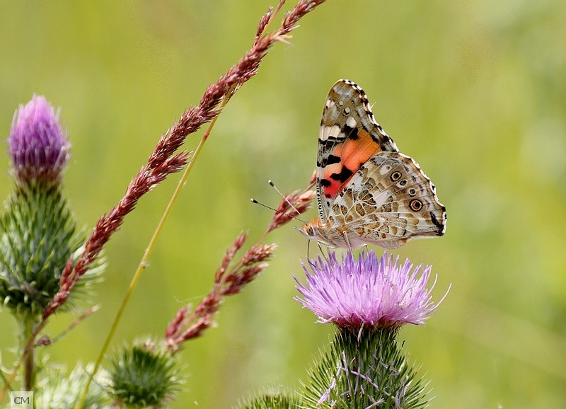 Vanessa Cardui