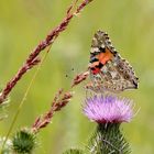 Vanessa Cardui