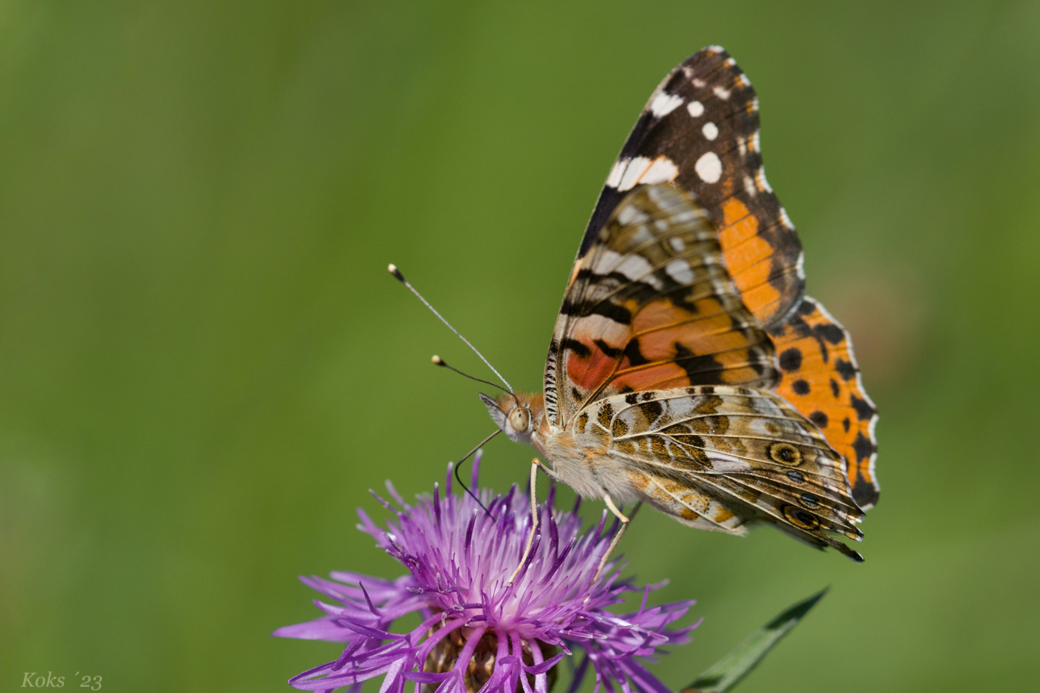 Vanessa cardui