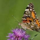 Vanessa cardui