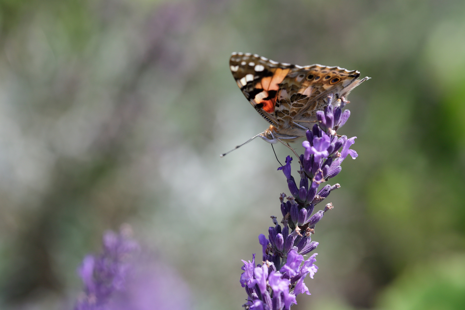 Vanessa cardui