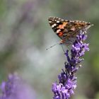 Vanessa cardui