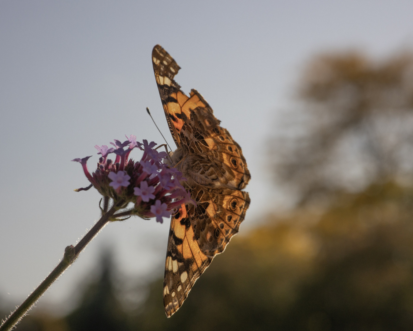 Vanessa cardui 2