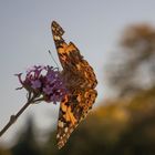 Vanessa cardui 2