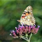 Vanessa cardui