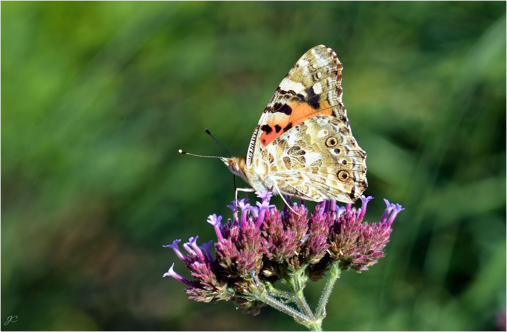 Vanessa cardui