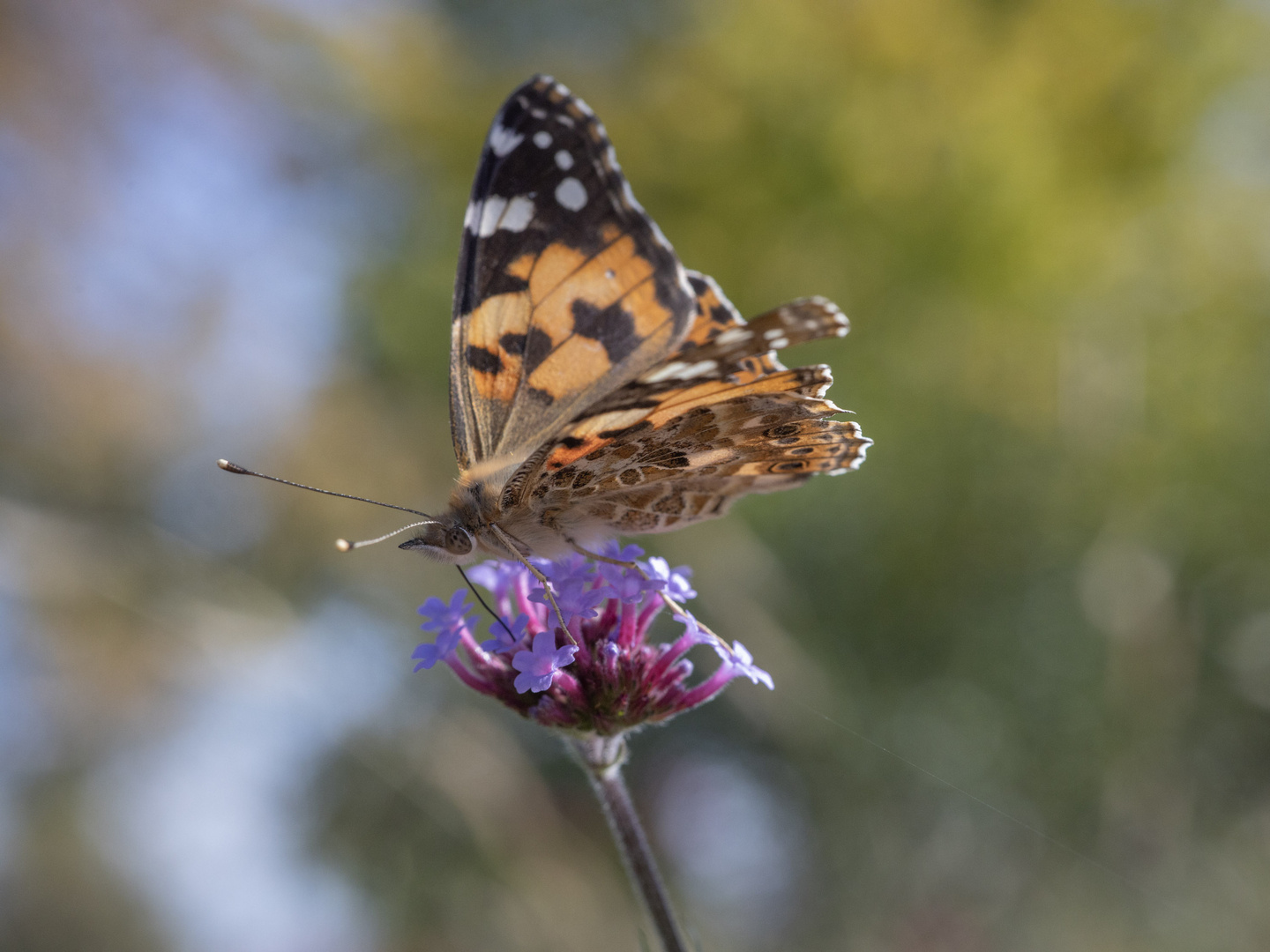 Vanessa cardui