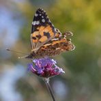 Vanessa cardui