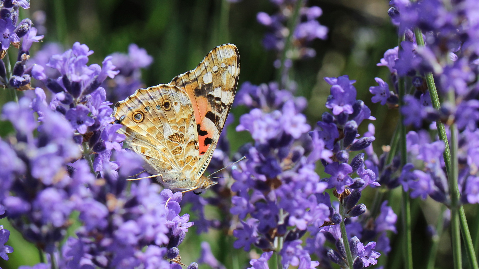 Vanessa cardui