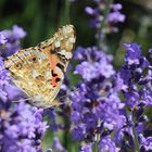 Vanessa cardui