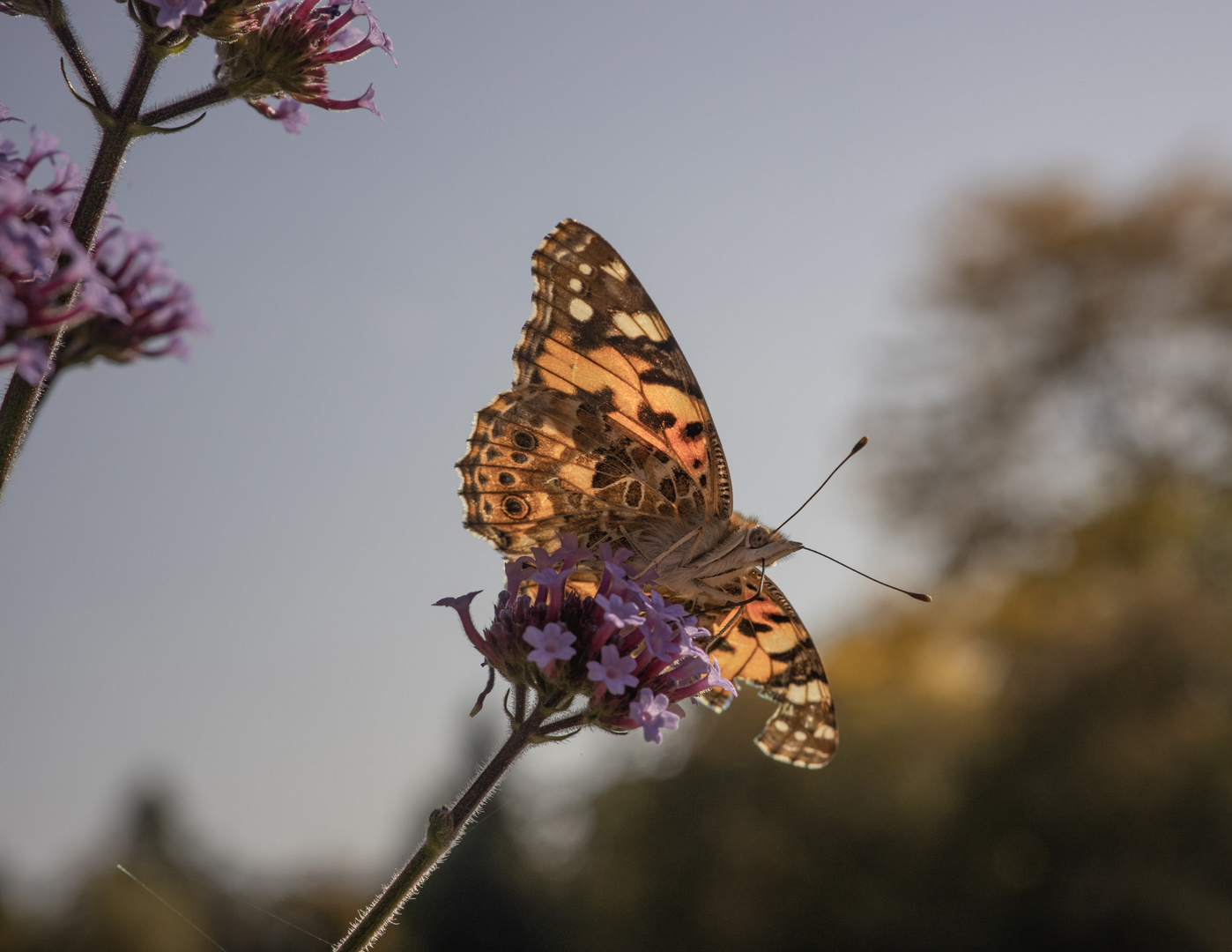 Vanessa cardui 3 Foto & Bild tiere, wildlife, schmetterlinge Bilder