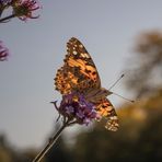 Vanessa cardui 3