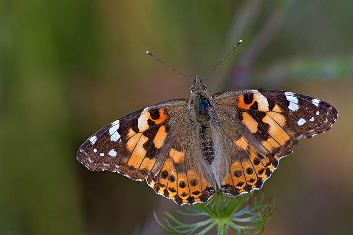 Vanessa Cardui