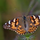 Vanessa Cardui