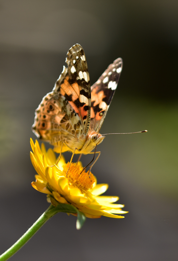 Vanessa cardui