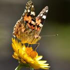 Vanessa cardui