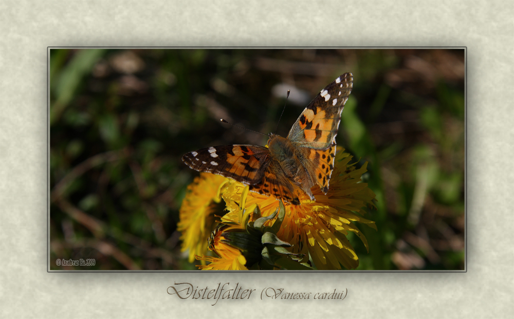 Vanessa cardui