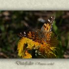 Vanessa cardui