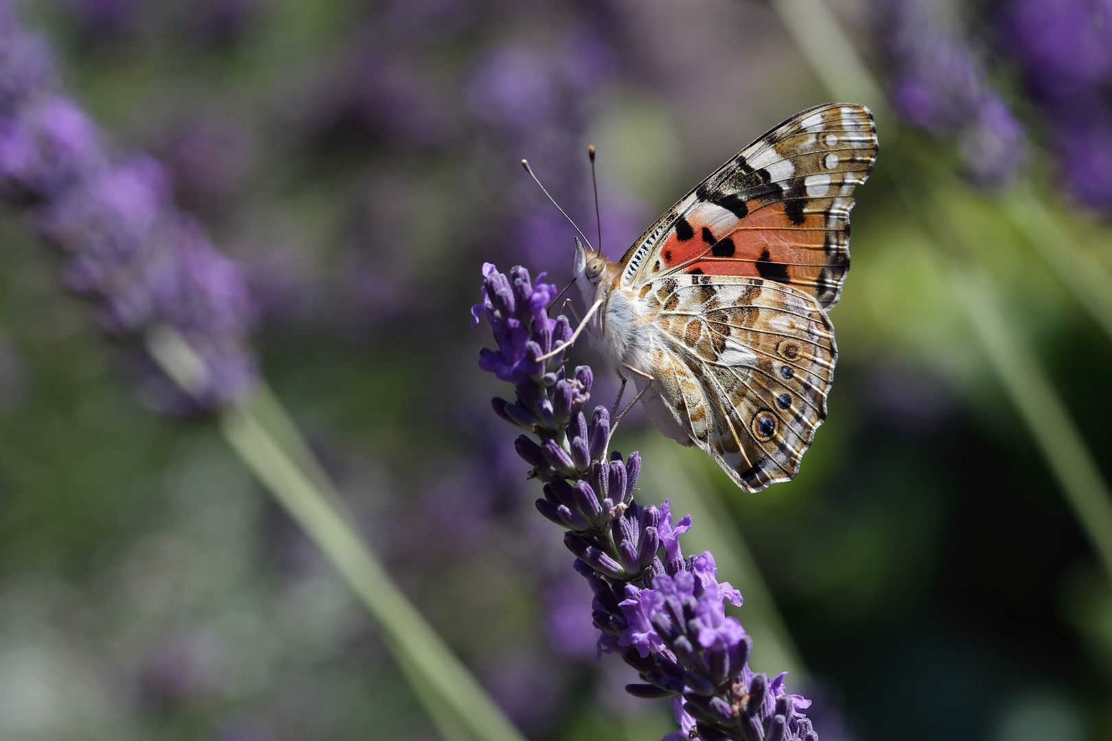 Vanessa cardui