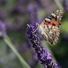 Vanessa cardui