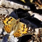 VANESSA CARDUI