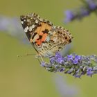 vanessa cardui