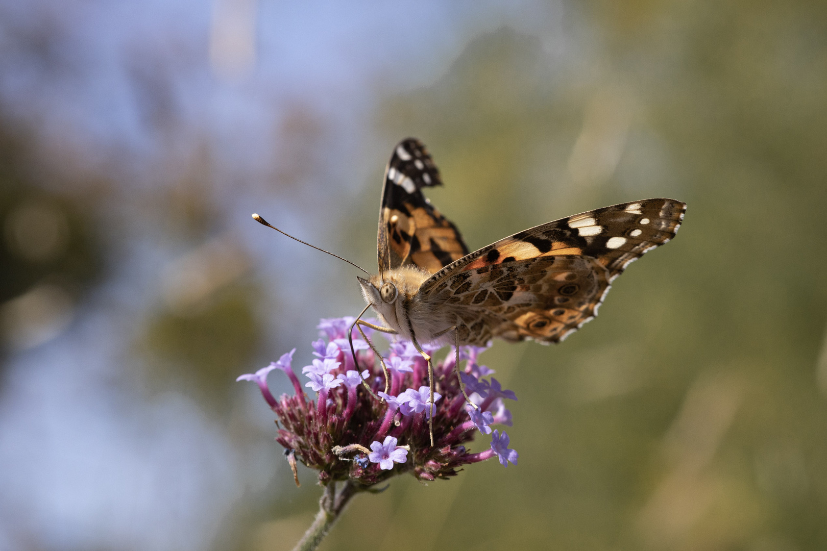 Vanessa cardui 4