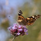 Vanessa cardui 4