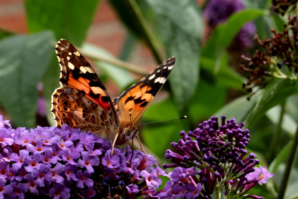 Vanessa cardui