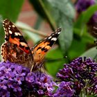 Vanessa cardui