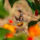 Vanessa cardui