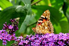 Vanessa cardui