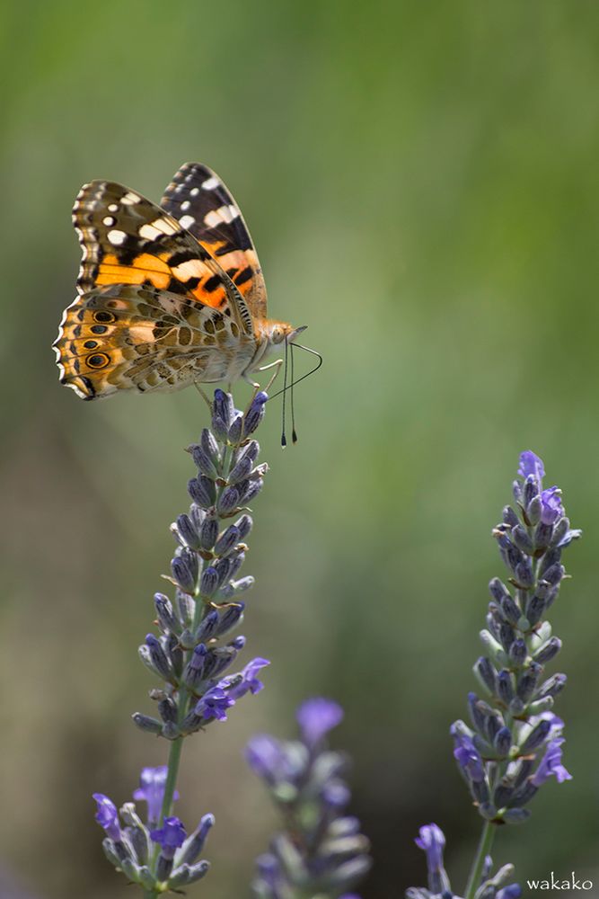 Vanessa cardui